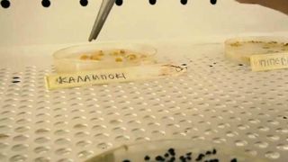 Valuation of the Greek Gene Bank (GGB)